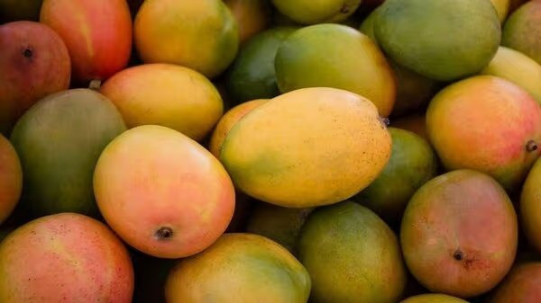 Identify Different Types of Mango (Symbolic Picture)