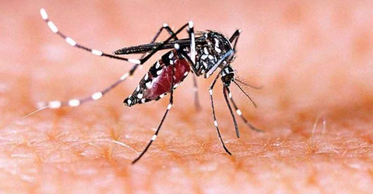 Dengue Situation of West Bengal