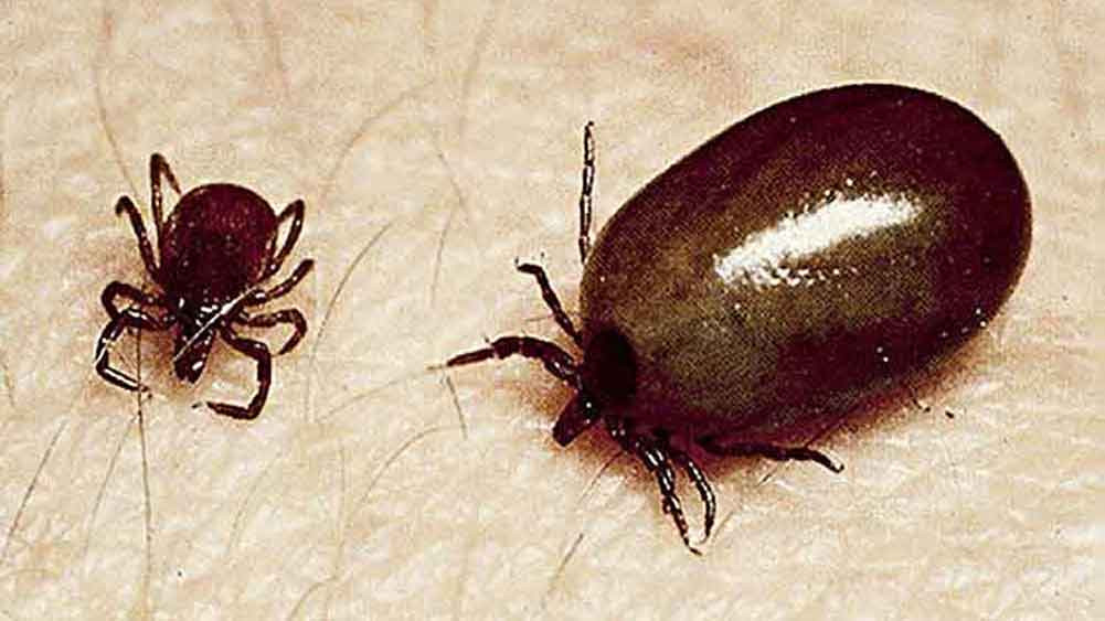 Scrub typhus