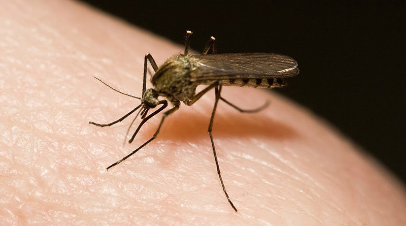 Dengue nests in your body without your knowledge!