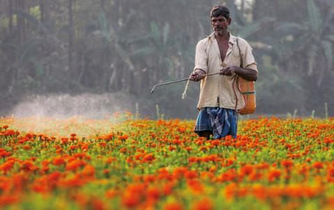 Cultivation of Marigold