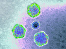 Adenovirus