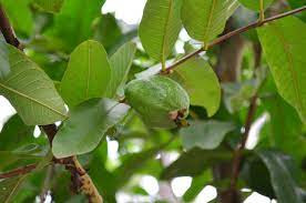 Guava leaves