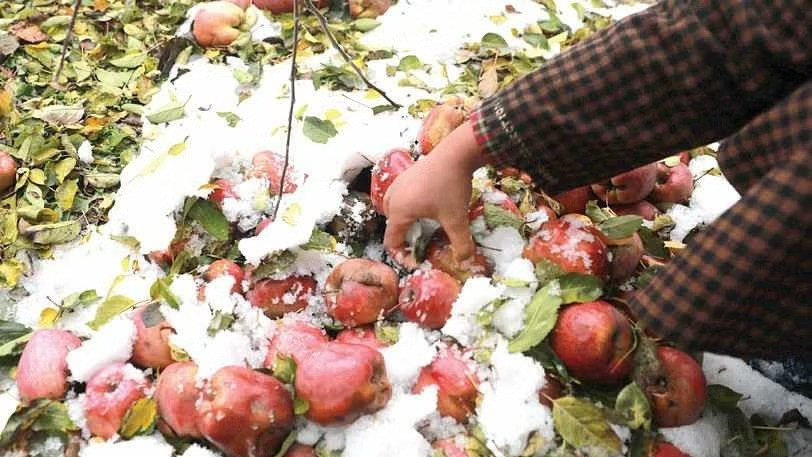 orchardists fear loses for snowfall