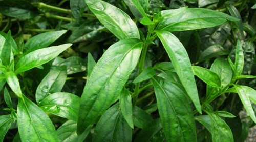 'Kalmegh leaves' - medicine for multi diseases