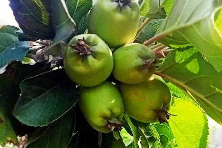 The green apple of Himachal is now in Arambagh