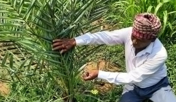 Arabian date cultivation in Katwa - good profit potential