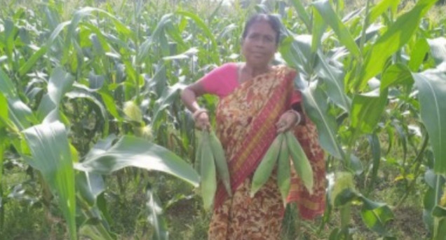 Maize Cultivation in Tripura