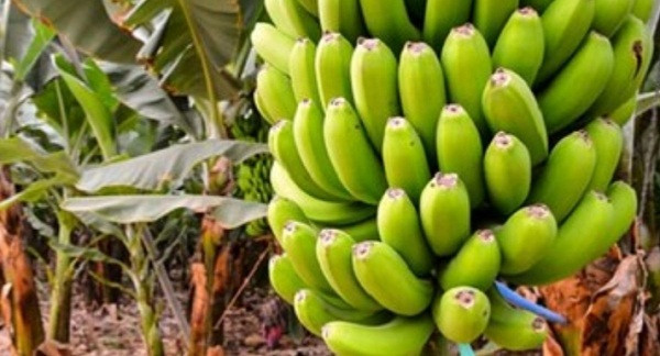 Banana cultivation