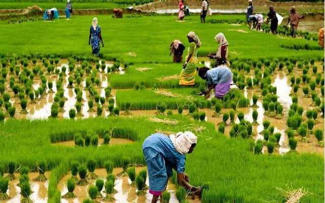 Importance and role of agriculture