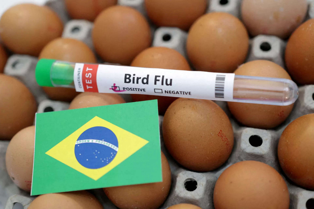 Bird flu warning issued in Brazil