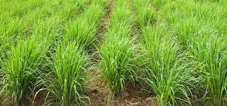 Cultivation of grass