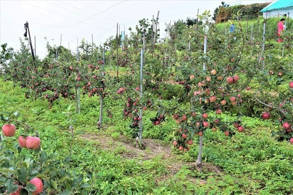 Kalingpong is the new address for 'Apple Farming'