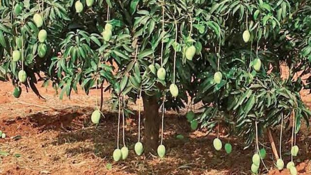 Miracle Mango Tree