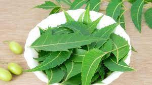 Neem leaves