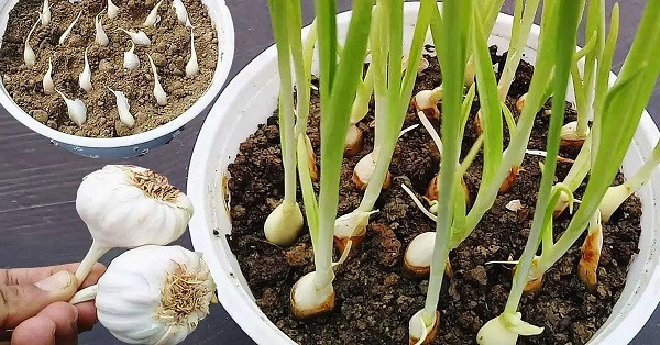 Garlic Cultivation