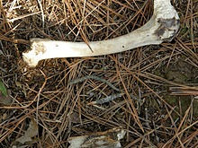 The bones of the skeleton were found on the bank of the pond