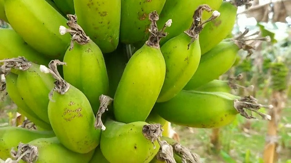 Banana Cultivation (Symbolic Picture)