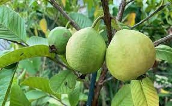 Goava Cultivation