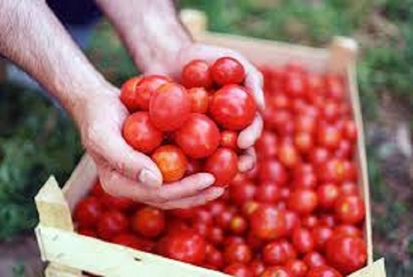 Tomato Price (Symbolic Picture)