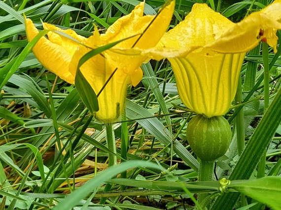 Pumpkin Flower Benefits