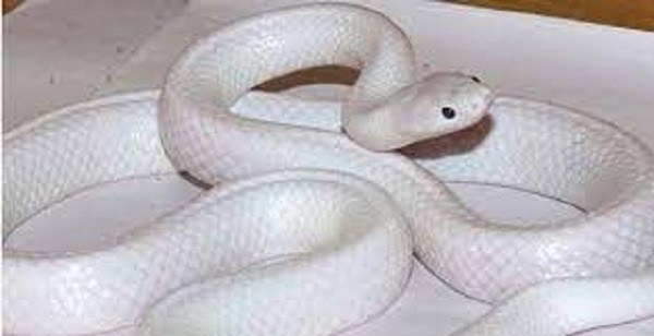 Unique Snake (Symbolic Picture)