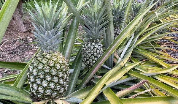 Cultivation 'Pineapple'