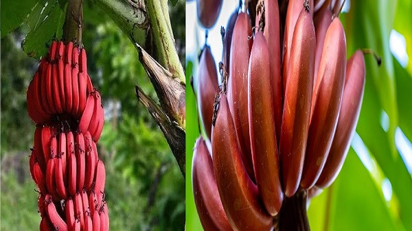 Red Banana