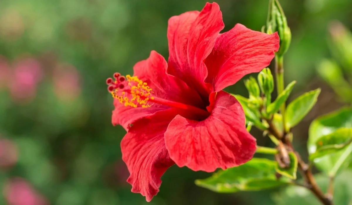 Hibiscus Flower