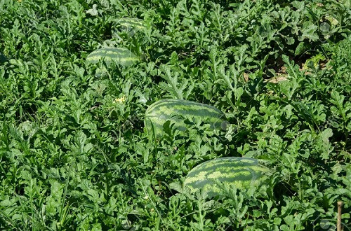 Watermelon cultivation