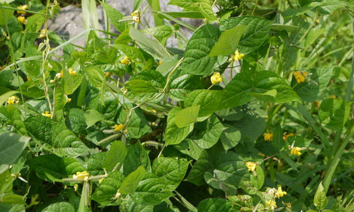 Cultivation of mung beans