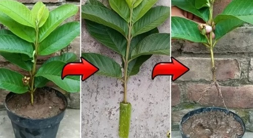 Various methods of untimely fruiting in guava trees