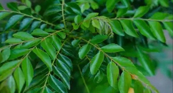 Curry Leaves