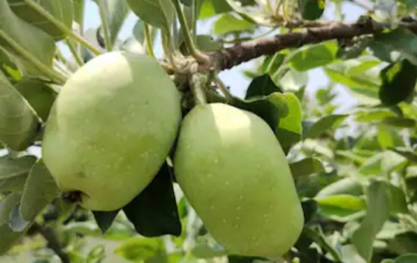 Winter-summer-monsoon twelve months Bankura is delicious apples