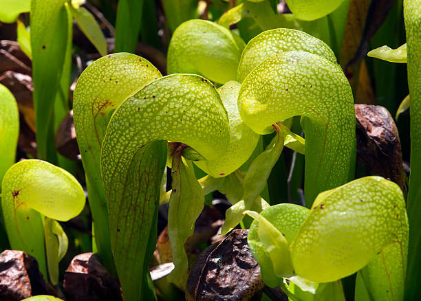 Cobra Lily