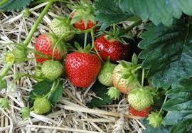 Cultivation of strawberries