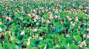 Lotus Agriculture