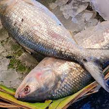 Hilsa