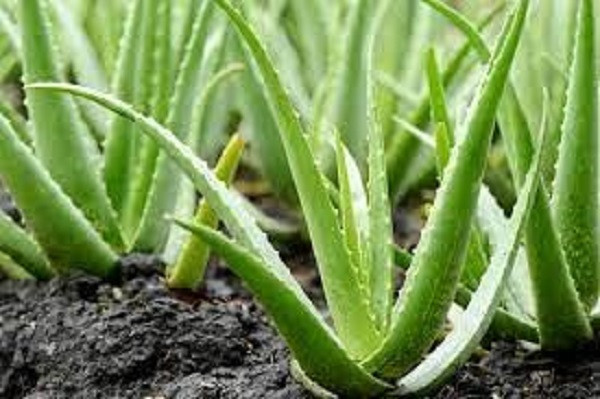 Aloe Vera Cultivation (Symbolic Picture)