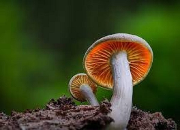 Mushroom Plant (File Picture)