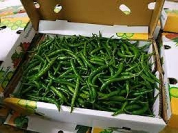 Green Chili (File Picture)