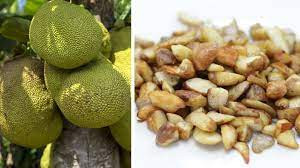 Jackfruit Seeds