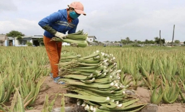 Aloe vera cultivation