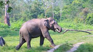 A person died after being attacked by an elephant in Jhargram