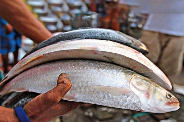 Hilsa Fish (File Picture)