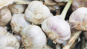 Garlic in the relief of various diseases