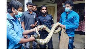 12-foot python rescued in Sundarbans, caught in fishermen's nets