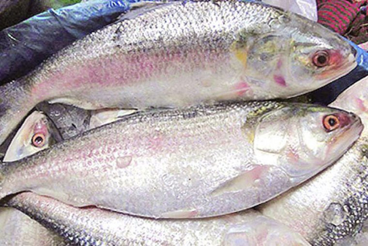 HIlsha Fish (File Picture)