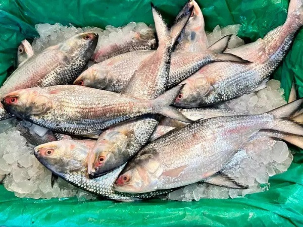 Hilsa Fish (File Picture)