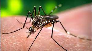 Dengue death of Bidhannagar elder, concern
